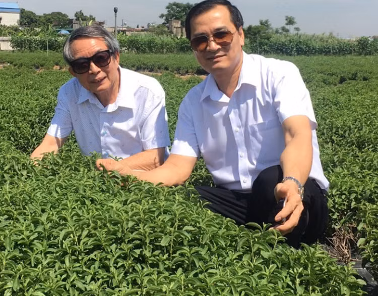 Giống cỏ ngọt ST77 công nhận giống Quốc gia năm 2019 mô hình tại Nam Định