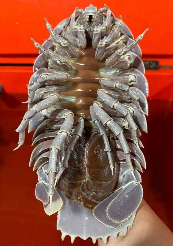 Khách hàng cần cẩn trọng trong việc lựa chọn hình thức mua bán và chế biến bọ biển