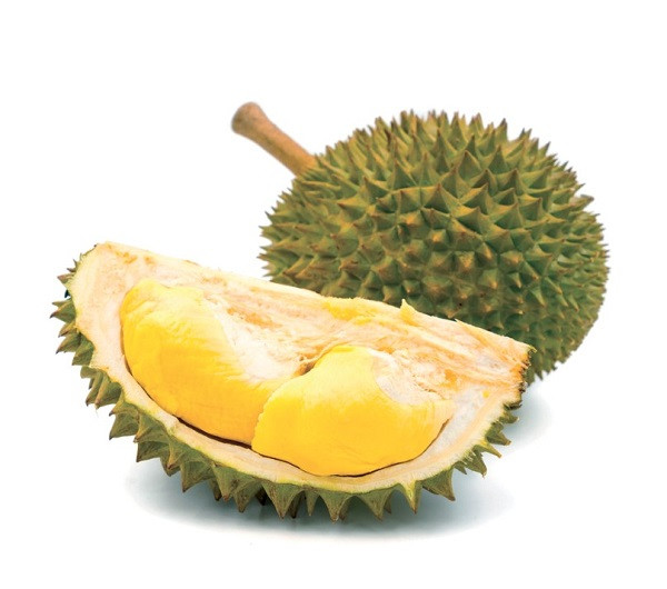 Sầu riêng được hái đúng ngày chín để đảm bảo chất lượng.