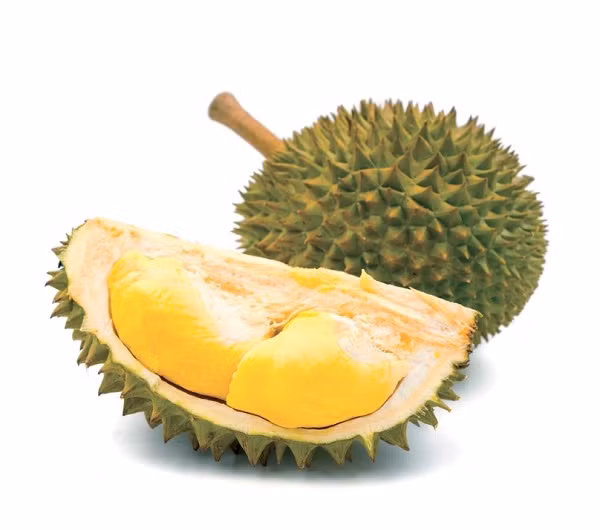 Sầu riêng được hái đúng ngày chín để đảm bảo chất lượng.