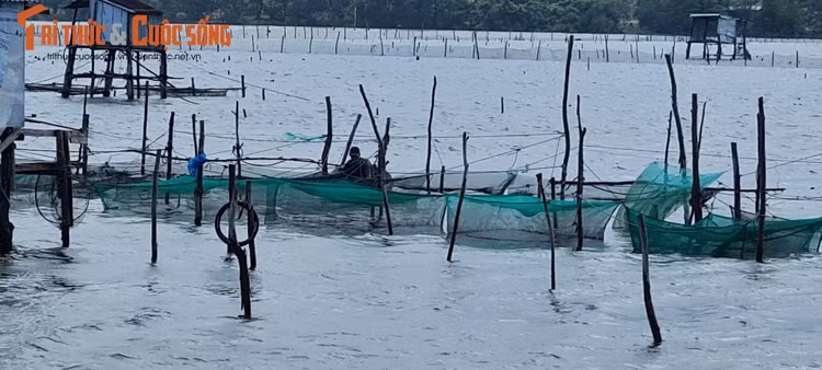 Đầm Lập An cũng là “vương quốc” của nghề nuôi hàu độc đáo.