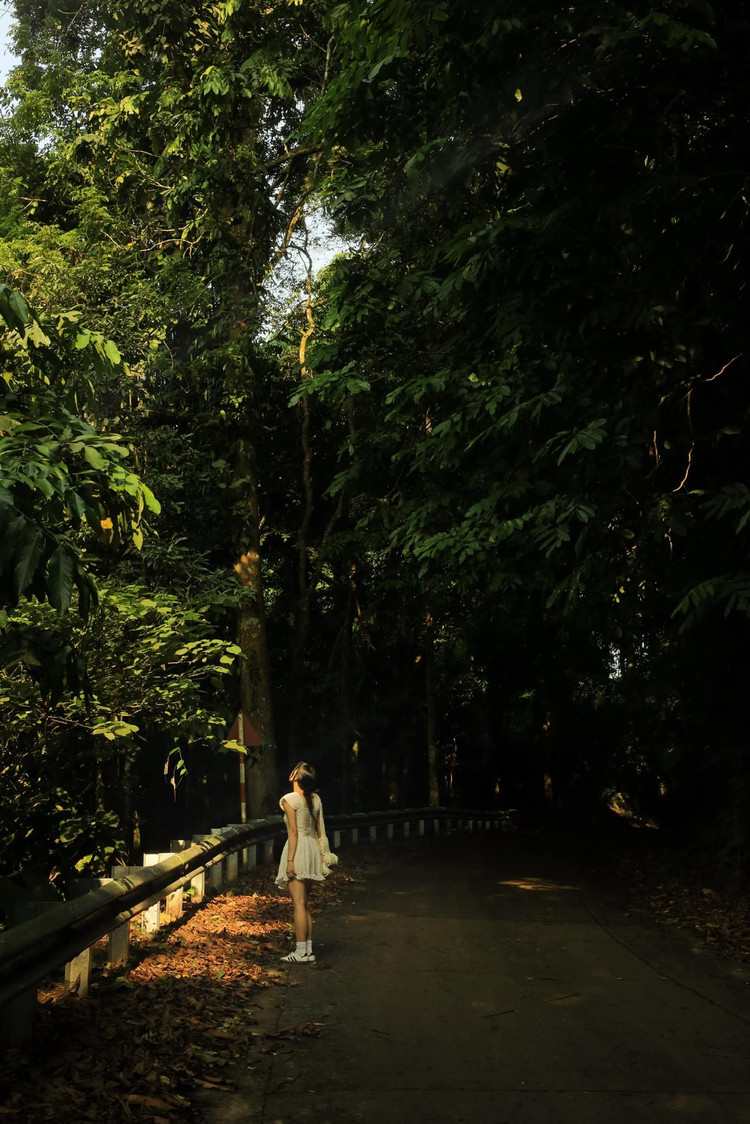 Dạo bước trong rừng - Ảnh Giang Thu Nguyễn