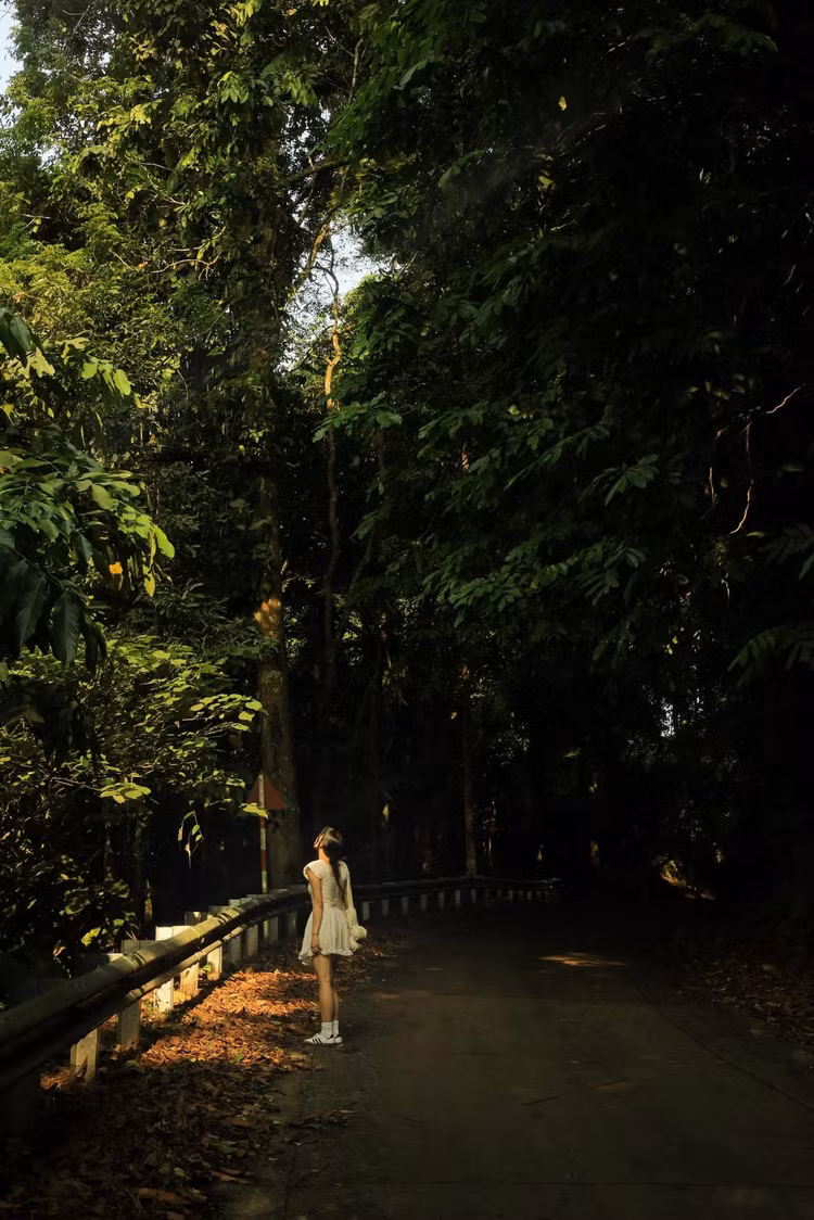 Dạo bước trong rừng - Ảnh Giang Thu Nguyễn