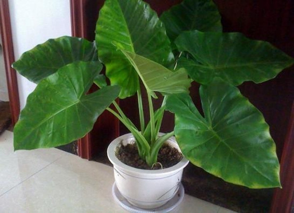 Tuy rằng thân, rễ đều có độc nhưng Tích Thủy Quan Âm lại là loại cây cảnh được nhiều người ưa chuộng nhờ ý nghĩa phong thủy tốt.