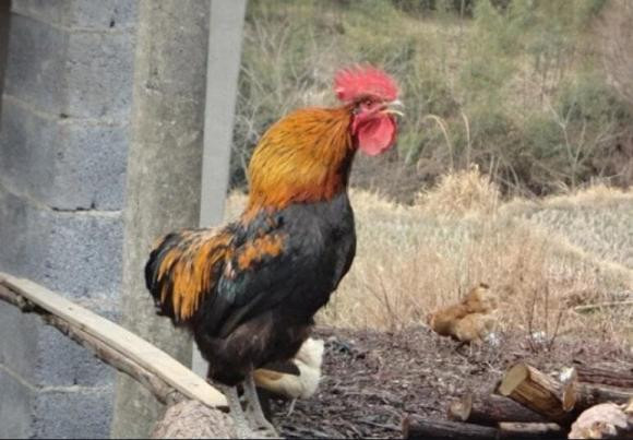 Chuyen gia ly giai viec ga trong luon gay dung gio