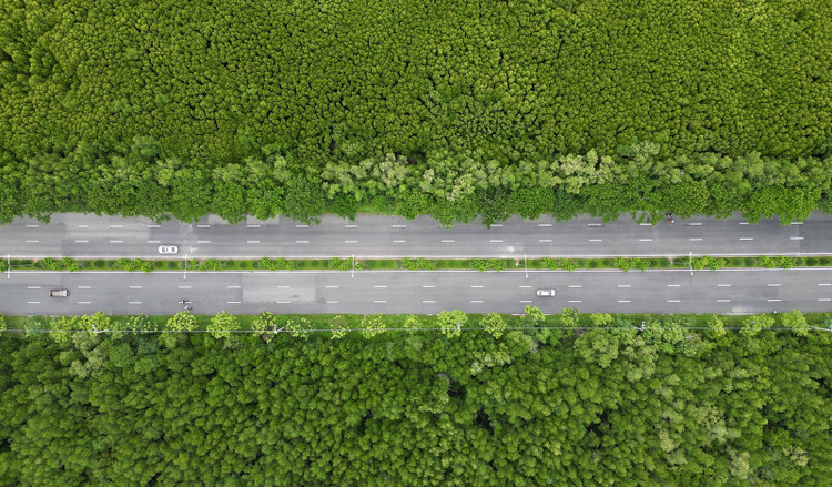 Đường Rừng Sác ở Cần Giờ. Ảnh: Hữu Chánh.