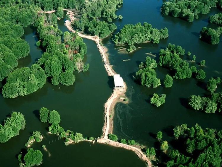 Khu sinh thái Rừng Vàm Sát nhìn từ trên cao.