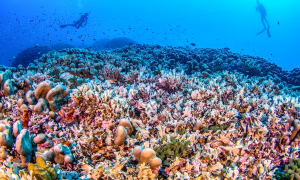 San hô khổng lồ do nhiếp ảnh gia Manu San Felix chụp lại.