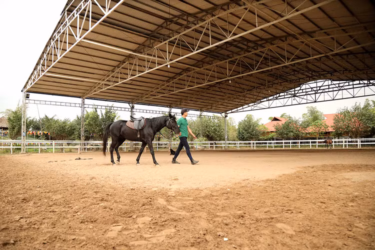 Một trong những nguyên tắc nữa là dắt ngựa trước khi tập luyện để biết được “tính khí” của vật nuôi.