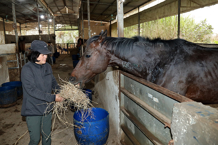 Thức ăn cho ngựa chủ yếu là cỏ, cùng cám tổng hợp để bổ sung vitamin. Thức ăn cho ngựa chủ yếu là cỏ, cùng cám tổng hợp để bổ sung vitamin.