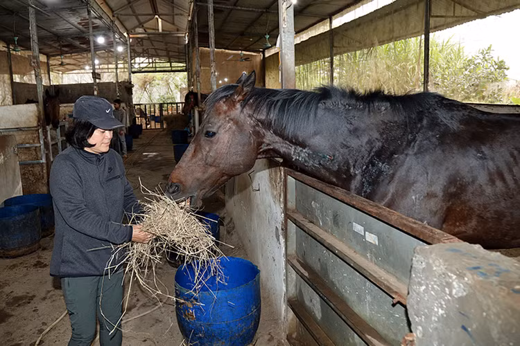 Thức ăn cho ngựa chủ yếu là cỏ, cùng cám tổng hợp để bổ sung vitamin.