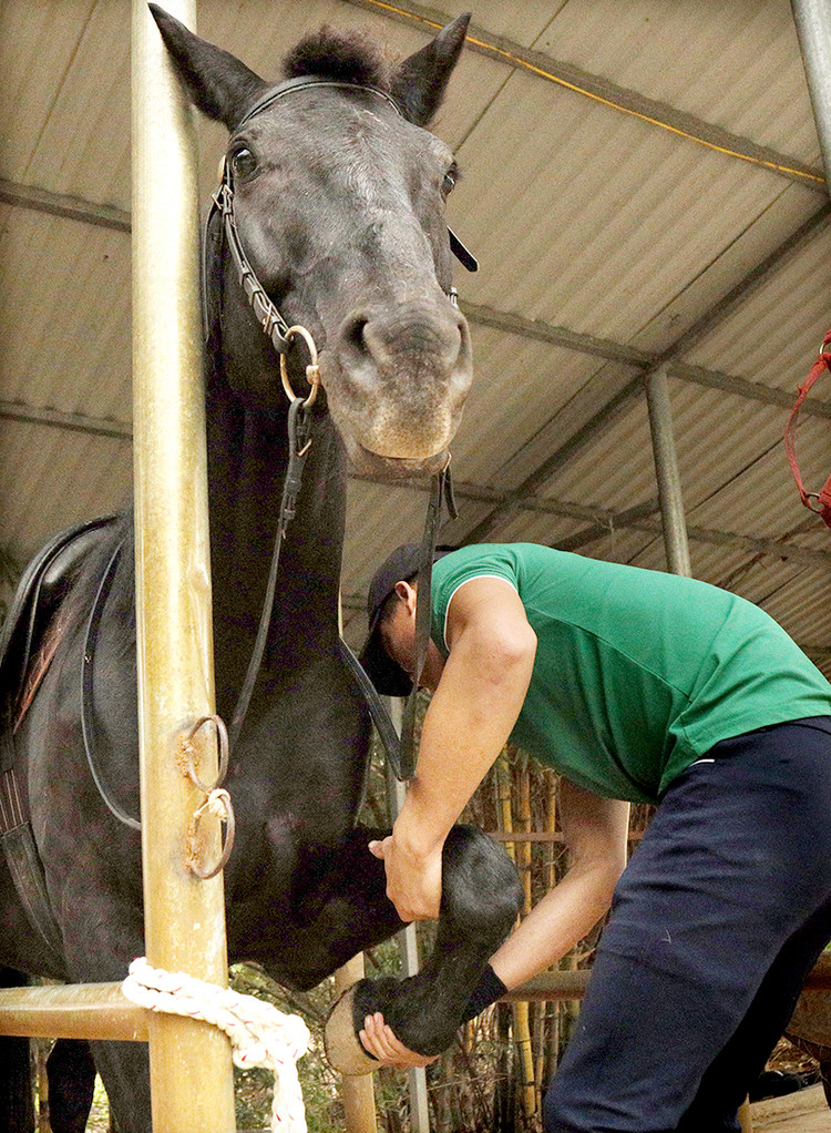 Khởi động cho ngựa. Khởi động cho ngựa.