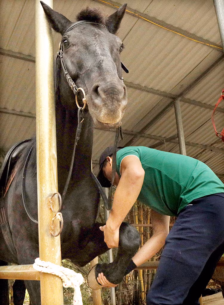 Khởi động cho ngựa.