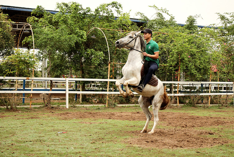 Ngựa hí được rèn luyện một cách thành thục. Ngựa hí được rèn luyện một cách thành thục.