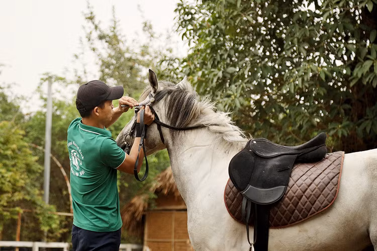 Kiểm tra nhàm ngựa (nhàm nhựa chuyên dẫn dắt ngựa, còn nhàm cưỡi có tên là nhàm thiếc).