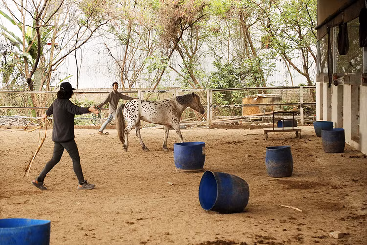 Ngựa chưa được huấn luyện bản năng rất nhát và hay sợ nên sẽ mất thời gian lâu để thuần hóa.