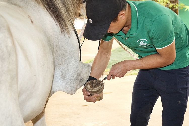 Kiểm tra móng ngựa, một công việc rất quan trọng trước khi vào cuộc đua. Kiểm tra móng ngựa, một công việc rất quan trọng trước khi vào cuộc đua.