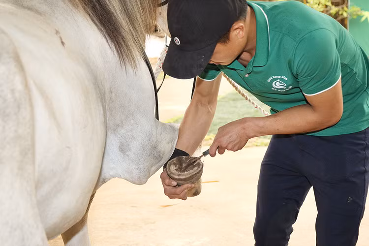 Kiểm tra móng ngựa, một công việc rất quan trọng trước khi vào cuộc đua.