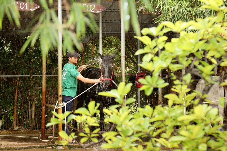 Tắm cho ngựa đảm bảo vệ sinh, từ đó giúp sức khỏe của ngựa ổn định. Tắm cho ngựa đảm bảo vệ sinh, từ đó giúp sức khỏe của ngựa ổn định.