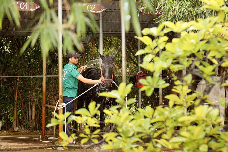 Tắm cho ngựa đảm bảo vệ sinh, từ đó giúp sức khỏe của ngựa ổn định.