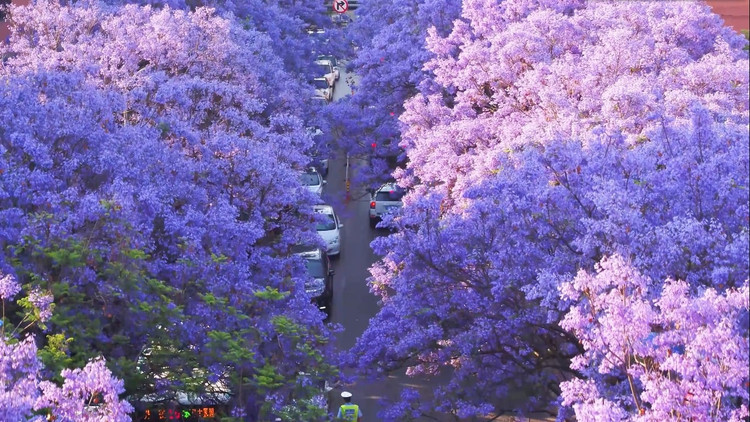 Sắc tím Côn Minh &quot;thôi miên&quot; du khách - Ảnh Thái An Travel