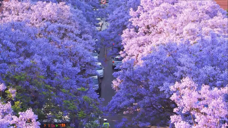 Sắc tím Côn Minh "thôi miên" du khách - Ảnh Thái An Travel