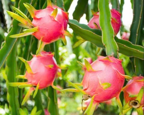 Ảnh minh họa/ Nguồn internet Ảnh minh họa/ Nguồn internet