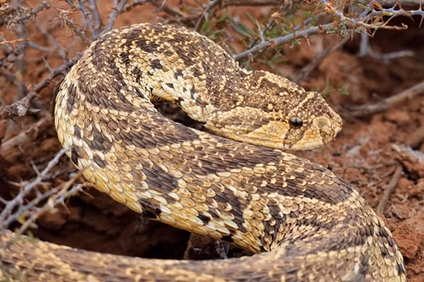 Rắn độc bụng phệ là một trong những loài rắn độc nhất Nam Phi.