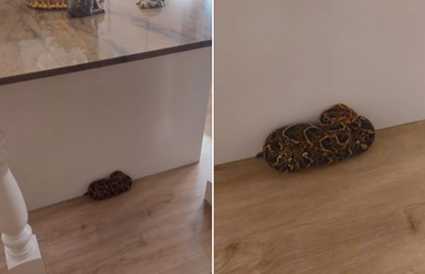 Hình ảnh con rắn độc khiến người phụ nữ sợ hãi.