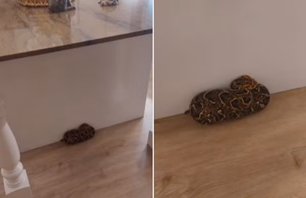 Hình ảnh con rắn độc khiến người phụ nữ sợ hãi.