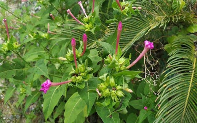 Giá trị y học của hoa địa lôi rất lớn.