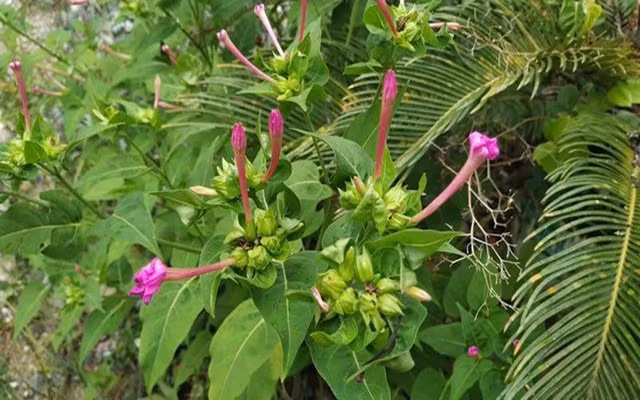 Giá trị y học của hoa địa lôi rất lớn.