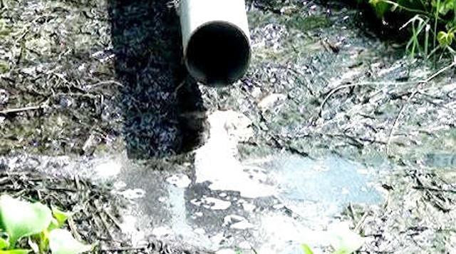 Hành vi vi phạm 2 của chủ trạng chăn nuôi lợn Võ Tấn Hùng là xả nước thải thông thường vào môi trường vượt quy chuẩn cho phép.(Ảnh minh hoạ).