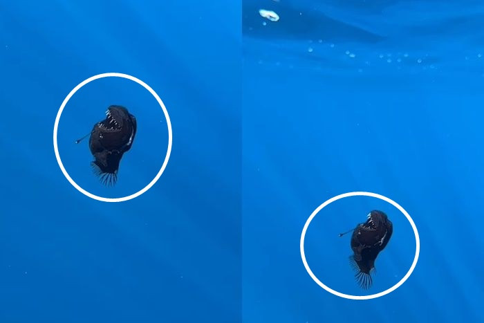 Hình ảnh cá quỷ đen lạc lối đến tầng nước nông khiến giới khoa học vô cùng chú ý. (Ảnh: IG)
