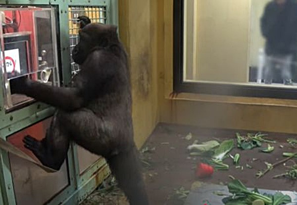 Hình ảnh khỉ đột sử dụng máy tính bảng đặt món ăn khiến nhiều người kinh ngạc, thích thú. (Ảnh: Kyoto City Zoo)