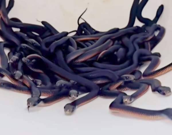 Những con rắn đen bụng đỏ có độc được phát hiên ở sân sau nhà anh Stein. (Ảnh: Facebook Reptile Relocation Sydney)