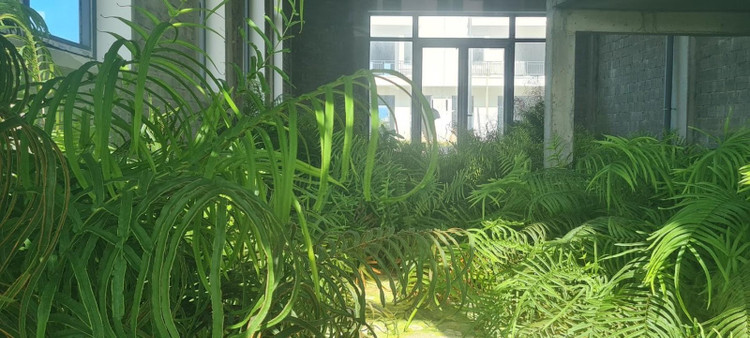 Cỏ mọc xanh um trong phòng khách. Không ai tưởng tượng nổi rằng, đây là phòng khách của một căn biệt thự được xem là cao cấp. Chất lượng công trình sẽ bị ảnh hưởng như thế nào khi bỏ hoang một thời gian dài?