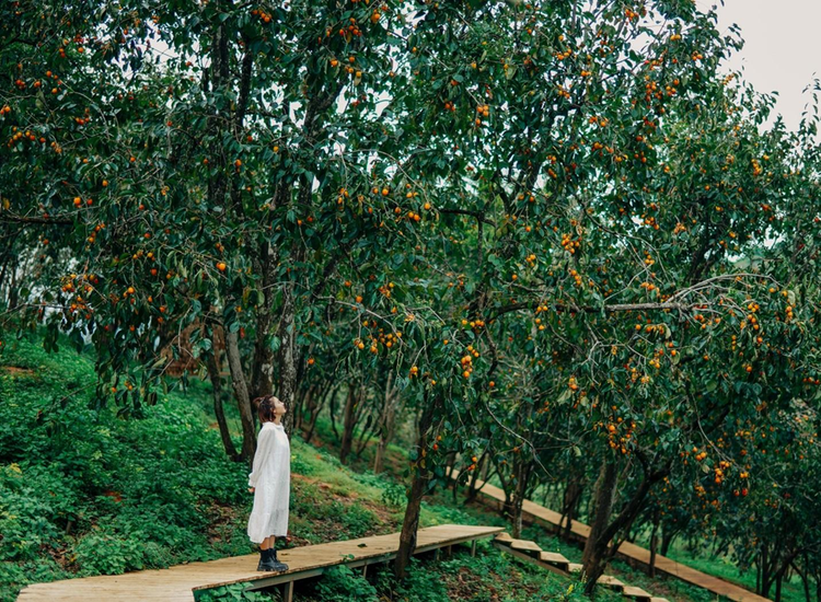 Vườn hồng Đà Lạt mùa này cũng đẹp quên lối về. Nguồn ảnh: Đà Lạt review