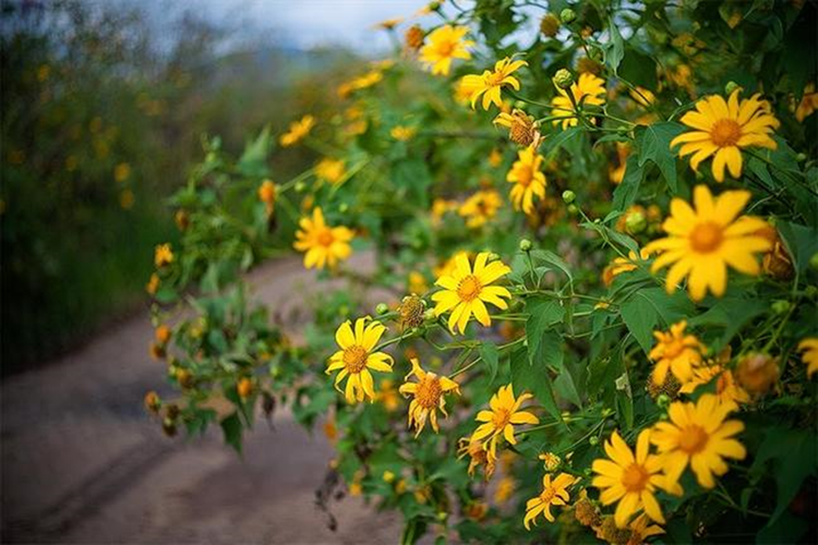 Hoa dã quỳ Đà Lạt trở thành tín hiệu quen thuộc mỗi độ tháng 11, 12 tại xứ sở sương mù. Nguồn ảnh: Báo Phụ nữ