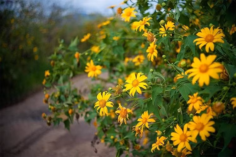 Hoa dã quỳ Đà Lạt trở thành tín hiệu quen thuộc mỗi độ tháng 11, 12 tại xứ sở sương mù. Nguồn ảnh: Báo Phụ nữ