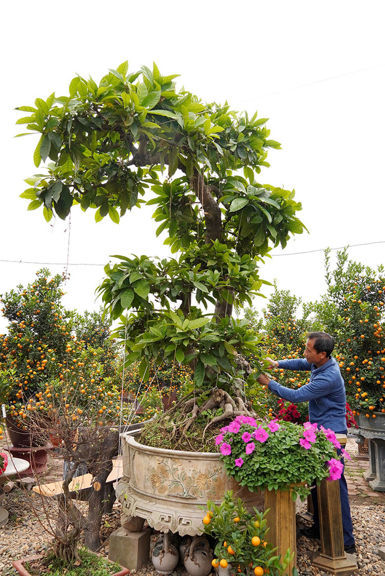 Cây lộc vừng hoa màu hồng đào phai đang được anh Hoàng Văn Luận tỉa các cành thừa để khoe bộ rễ.