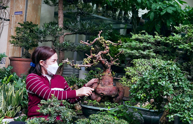 Chị Ngọc Minh, bán hàng hơn 20 năm trên phố Hoàng Hoa Thám tươi cười nói: “Cây sung có thế trục hoành, quả sai trĩu, khi về nhà nó sẽ ra lá và tán cây, lúc đó mới đẹp”.