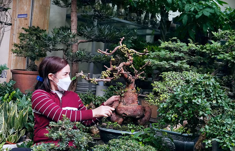 Chị Ngọc Minh, bán hàng hơn 20 năm trên phố Hoàng Hoa Thám tươi cười nói: “Cây sung có thế trục hoành, quả sai trĩu, khi về nhà nó sẽ ra lá và tán cây, lúc đó mới đẹp”.