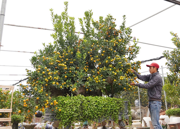 Cây quất có thế thác đổ được nhà vườn Xuân Lĩnh báo giá 120 triệu đồng.