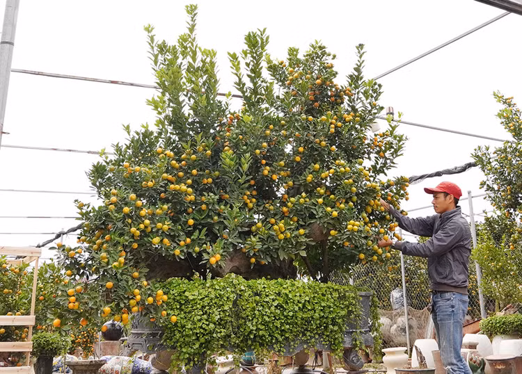 Cây quất có thế thác đổ được nhà vườn Xuân Lĩnh báo giá 120 triệu đồng.