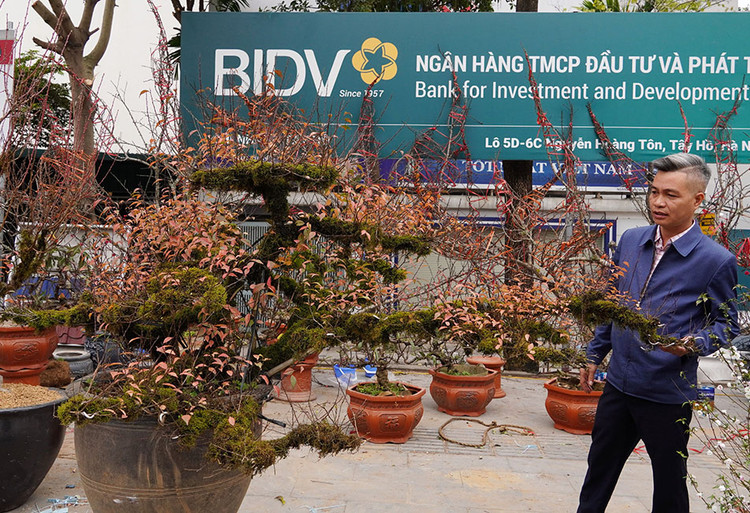 Theo anh Nguyễn Văn Phan bán cây cảnh trên phố Võ Chí Công nói: “Năm nay nhất chi mai mất mùa nên giá có nhích lên. Cây nhất chi mai này được mang về từ SaPa, cây có giá 35 triệu”.