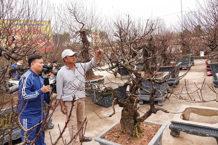 Cây đào thất thốn thế trực này ông Đức Vinh cho biết có giá 70 triệu đồng.