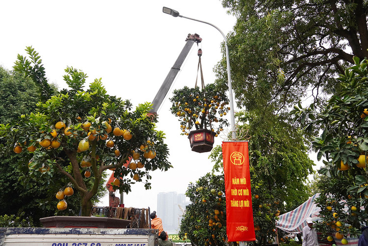 Cây bưởi to với giá gần 20 triệu đang được cẩu lên xe giao khách hàng.