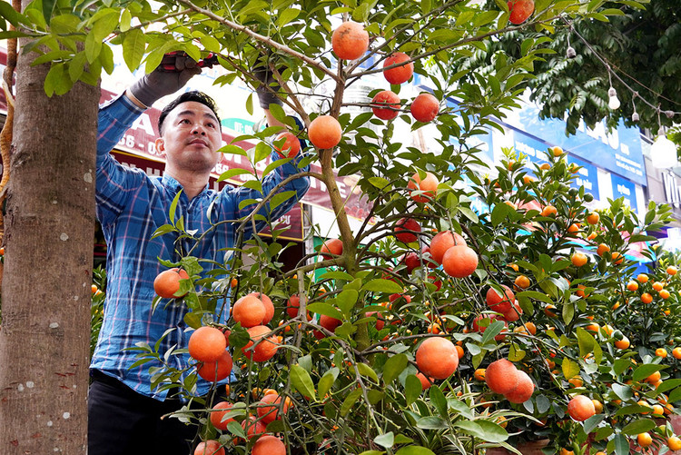 Theo anh Nguyễn Quảng Nam, người bán cây cảnh trên phố Tứ Liên, cây chanh đào này rất ít nhà trồng. Quả chanh màu đỏ hàm ý mong cầu nhiều may mắn trong năm mới.