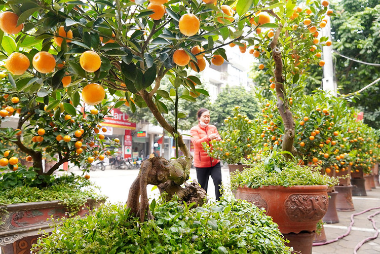 Quất cảnh rễ lộ thiên cũng được người chơi ưa chuộng vài năm gần đây.